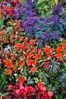 USA- Oregon. Cannon Beach Garden with orange New Guinea impatiens Art Print